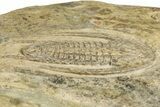 Early Cambrian Trilobite (Perrector) - Tazemmourt, Morocco #355771-2
